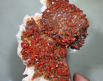 Peut inclure: Un grand spécimen minéral rugueux, orange et blanc avec un amas de petits cristaux rouges. Le minéral est sur un fond blanc.