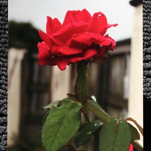 Rose Card - Blank
