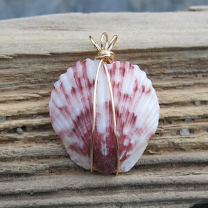 Sanibel Collection: Gold Crowned Calico Scallop