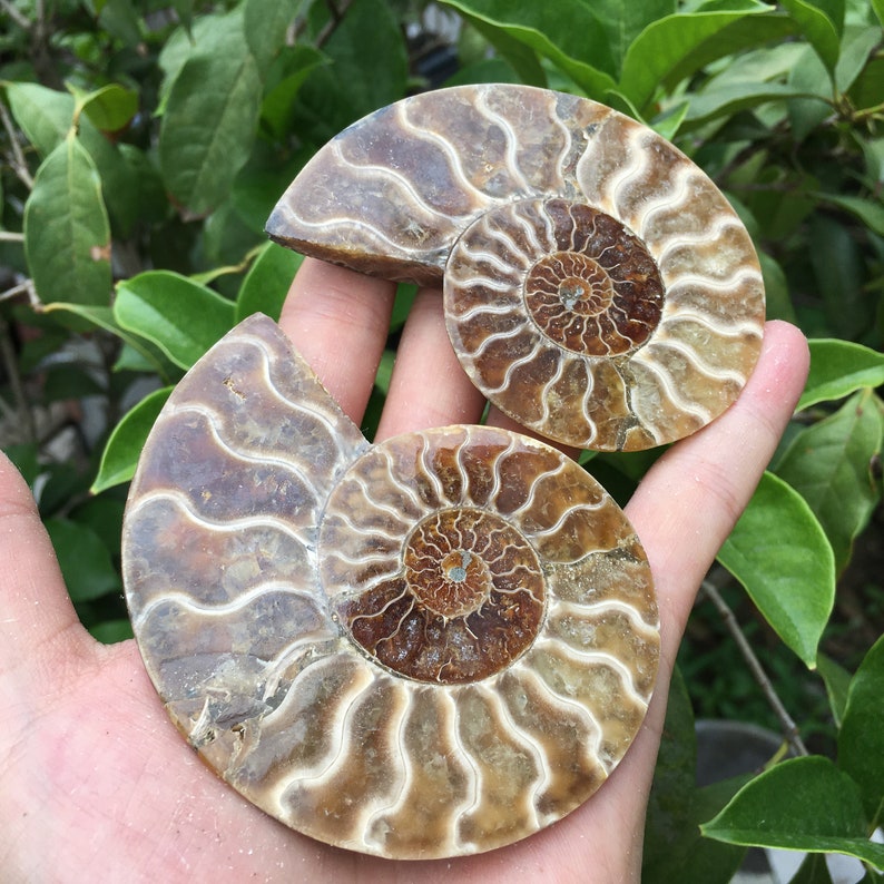 Natural Ammonite Fossil Quartz Crystal Specimen Reiki Healing Etsy