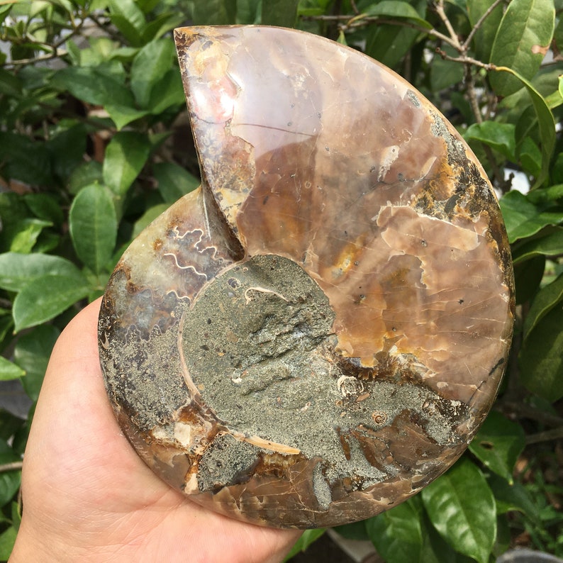 Natural Ammonite Fossil Quartz Crystal Specimen Reiki Healing Etsy