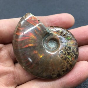 Natural Rainbow Ammonite Fossil Quartz Crystal Specimen Crystal Gift 1pc