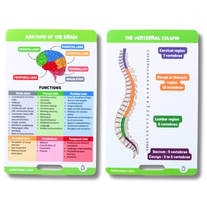May include: Two rectangular educational reference cards with rounded corners. The left card displays Anatomy of the Brain with a colourful brain diagram and functional descriptions. The right card illustrates The Vertebral Column with labelled spinal regions.