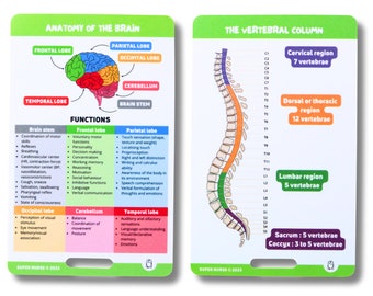 Pode incluir: Dois cartões de referência educacionais retangulares com cantos arredondados. O cartão esquerdo exibe a anatomia do cérebro com um diagrama colorido e descrições funcionais. O cartão direito ilustra a coluna vertebral com regiões rotuladas.