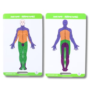 Könnte beinhalten: Zwei Anatomie-Lernkarten mit Illustrationen der Dermatome des menschlichen Körpers. Eine Karte zeigt eine Person von vorne mit farbigen Bereichen, die die Nervenverteilung anzeigen. Die andere Karte zeigt die gleiche Person von hinten. Der Text "ANATOMY - DERMATOMES" steht oben.