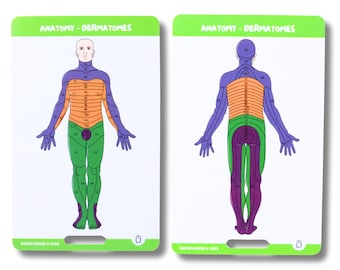 Pode incluir: Dois cartões de referência retangulares intitulados ANATOMY - DERMATOMES, mostrando vistas frontal e traseira de um corpo humano. O corpo é codificado por cores em roxo, laranja e verde para mapear dermátomos, com etiquetas como C2, T1 e L1.