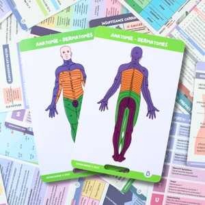 FR Dermatomes, anatomie, système nerveux Cartes référence en soins infirmiers, carte badge, cartes de poche, cartes de cordon, aide mémoire