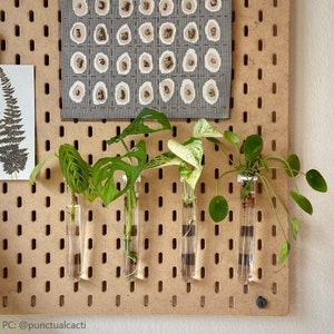 2er Pack | SKADIS | Glasfläschchen Vermehrung Pflanzenaufhänger Pegboard