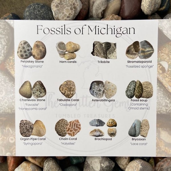 Michigan’s Fossil Identification Card / 5.5x7 Photo Fossil ID / Polished Fossil Collection Gift / Great Lakes Geology Informational Guide