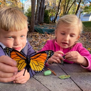 Monarch Life Cycle, caterpillar, chrysalis, butterfly, larva, pupa, educational toy, Easter, transformation