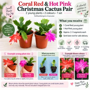 May include: A set of two Schlumbergera truncata Christmas cactus plants in brown pots, one with coral red flowers and one with hot pink flowers. The image includes text detailing that these are young starter plants sent bare root.