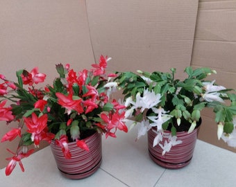 2x christmas cactus cuttings (red, white). NO ROOT. 2 segments