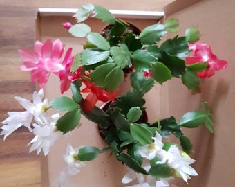 2x  Christmas Cactus Plug Plant Mixed | White & Coral Red Schlumbergera | Bare Rooted Baby Plants | Holiday Gift