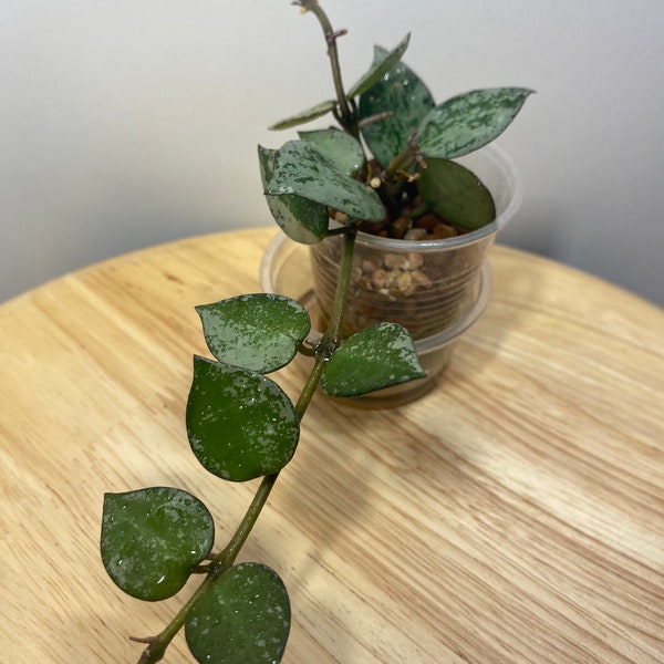 Rare Hoya Krohniana Super Silver + FREE SURPRISE CUTTING! / Rooted/ Exact Plant / Heat Packs & Cold Resistant Packaging Available!