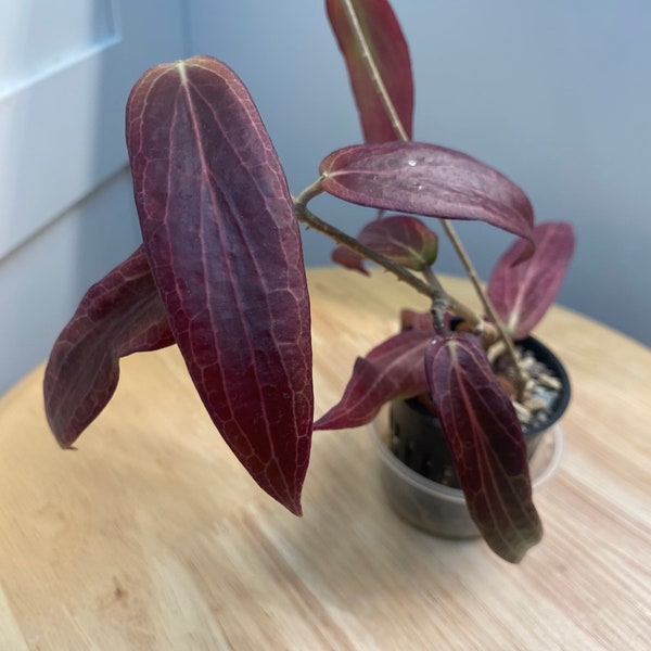 Hoya Bordenii + Free Surprise Cutting! / Rooted