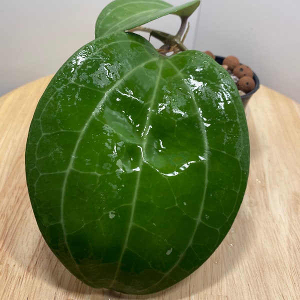 Rare Hoya Sarawak Cream + FREE SURPRISE CUTTING! / Rooted / Exact Plant! / Heat Packs and Cold Resistant Packaging Available!