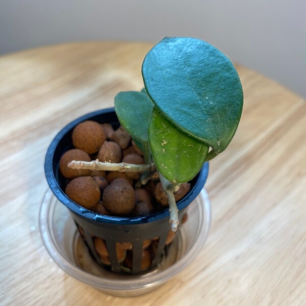RARE Hoya Chouke / Rooted / Exact Plant / Heat Packs and Cold Resistant Packaging Available!