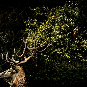 Bushy Park Stag