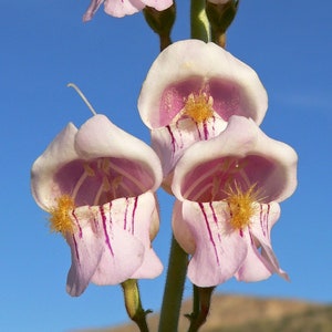 Penstemon palmeri | Palmers penstemon | Scented Beardtongue | 1000 Seeds