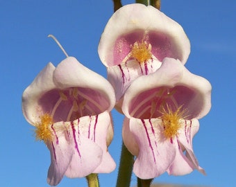 Penstemon Seeds Etsy