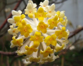 Edgeworthia chrysantha | Paperbush Plant | Oriental Paperbush | 100 Seeds