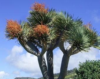 Dracaena draco | Drago | Canary Islands Dragon Tree | 10 Seeds