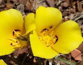 Calochortus aureus | Golden Mariposa Lily | 10 seeds