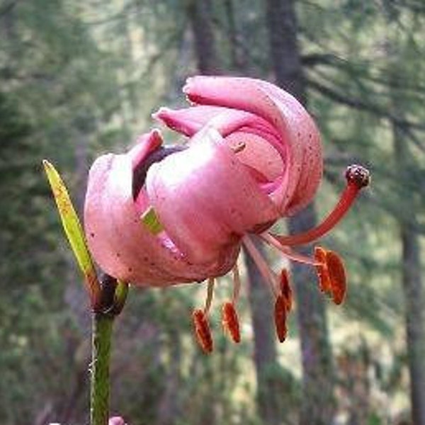 Lilium martagon | Martagon Lily | Turks Cap Lily | 10 Seeds