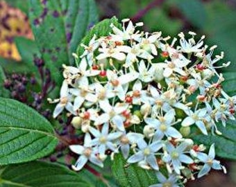 Cornus sericea ssp. sericea | Red Twig or Creek Dogwood | 10 Seeds