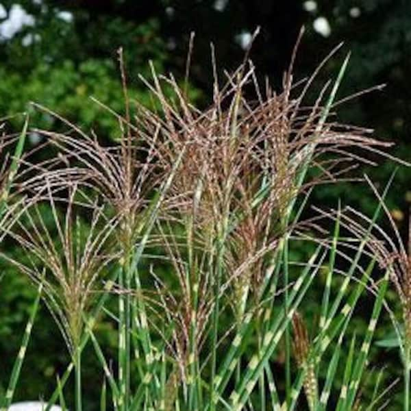 Miscanthus sinensis ‘Zebrinus’ | Zebra Grass | 40 Seeds