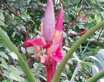 Musa velutina | Pink or Hairy Banana | 10 Seeds