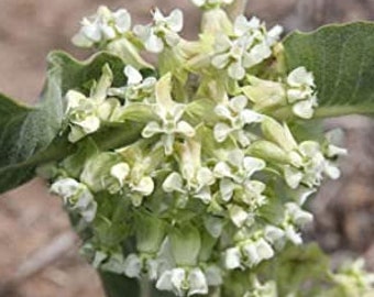 Asclepias arenaria l Western Sand Milkweed l 10 Seeds