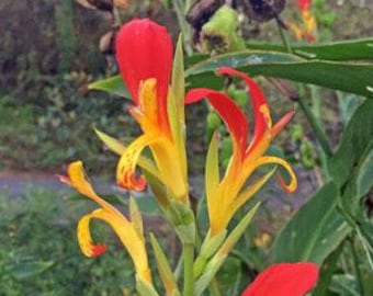 Canna speciosa | Wild Canna Lily | Red and Yellow Canna | 10 Seeds