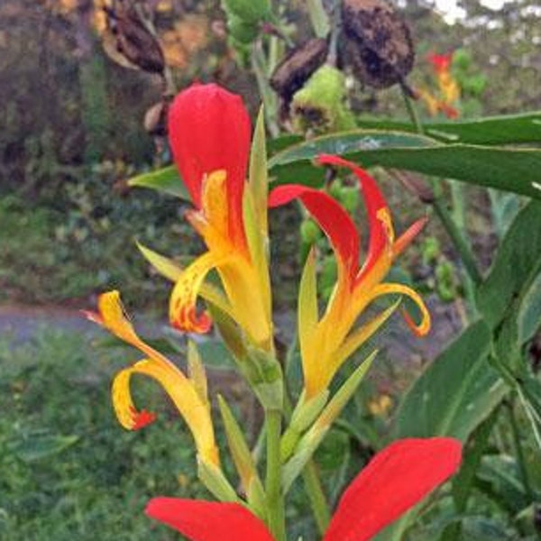 Canna speciosa | Wild Canna Lily | Red and Yellow Canna | 10 Seeds