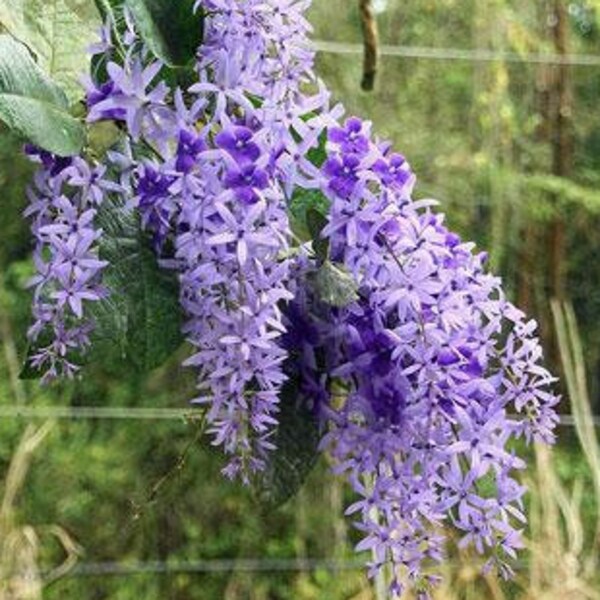 Petrea volubilis | Bluebird Vine | Queens Wreath | Sandpaper Vine | 5 Seeds