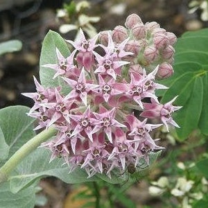 Asclepias speciosa | Creek or Greek Milkweed | Showy Milkweed | 40 Seeds