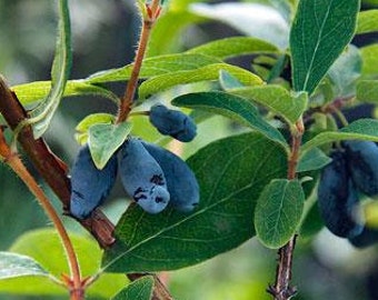 Lonicera caerulea var. edulis | Fly or Blue Honeysuckle | 10 Seeds