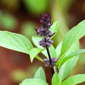 Ocimum basilicum Cinnamon | Sweet Basil | Thai Basil | Tropical Basil | 20 Seeds