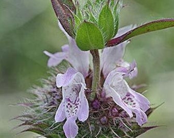 Monarda pectinata | Pony Beebalm | Miners Lettuce | Spotted Bee Balm | 10 Seeds