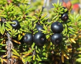 Empetrum nigrum | Crowberry | Black Crowberry | 30 Seeds