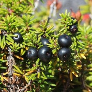 Empetrum nigrum | Crowberry | Black Crowberry | 30 Seeds
