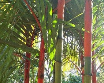 Cyrtostachys renda | Red Sealing Wax Palm | Lipstick Palm | 10 Seeds