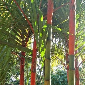 Cyrtostachys renda | Red Sealing Wax Palm | Lipstick Palm | 10 Seeds