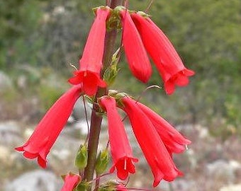 Penstemon eatonii | Firecracker Penstemon | 50 Seeds