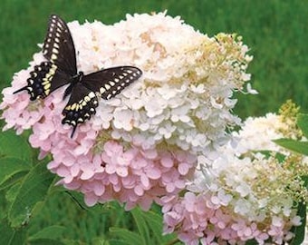 Hydrangea paniculata Grandiflora | Pee Gee Hydrangea | 100 Seeds