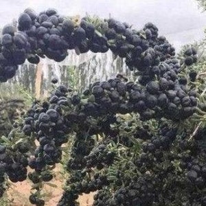 Lycium ruthenicum | Russian Boxthorn | Black Gojiberry | 100 Seeds