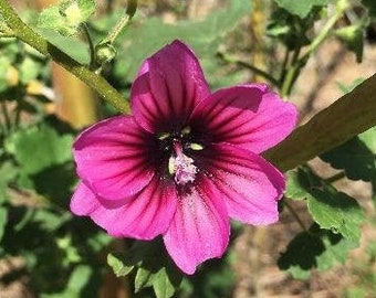 Malva assurgentiflora | Island Mallow | Royal Mallow | Mission Mallow | 50 Seeds