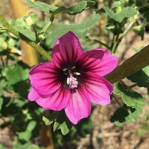 Malva assurgentiflora | Island Mallow | Royal Mallow | Mission Mallow | 50 Seeds