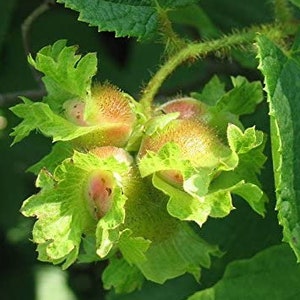 Corylus americana | American Hazelnut | 10 seeds