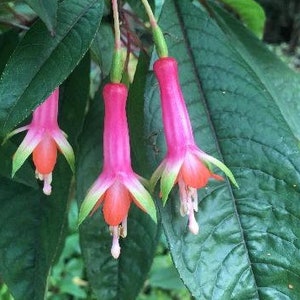 Fuchsia denticulata | Toothed Fuchsia | 50 Seeds